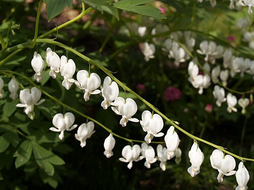 白花種