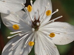 バイカオウレンの花