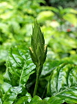 花序