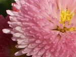 筒状花