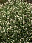白花フレンチラベンダー