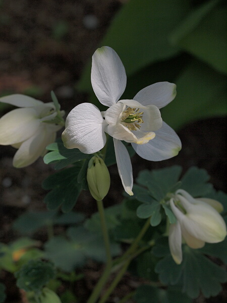 ミヤマオダマキ　白花